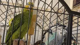 MAX and PRINCE #africagrey #amazon #birds #talkingparot #funnyanimals #viral #parrot #cute #funnypet