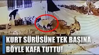 Kurt S&uuml;r&uuml;s&uuml;ne Tek Başına Kafa Tutan &Ccedil;oban K&ouml;peği! / AGRO TV HABER