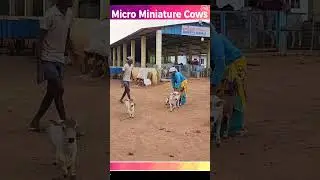 micro Mini cows like to play #yt #video #cow #cute #hindi #nature #youtube