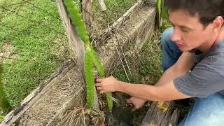 Aprenda como podar a pitaya @fernandogehrke8175