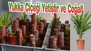 YAĞMUR İLE YUKA (YUKKA) ÇİÇEĞİ ÇOĞALTMA , ÇİÇEK KÖKLEME, YETİŞTİRME VE BAKIMI.
