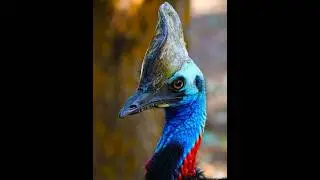 Казуар - самая Смертоносная птичка 