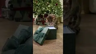 An Easy Holiday Pet Photoshoot Idea | The Pack