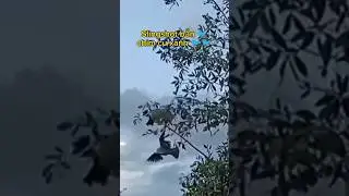 Slingshot bắn chim cu xanh 🐦🐦🐦#miềnt&acirc;yhunting