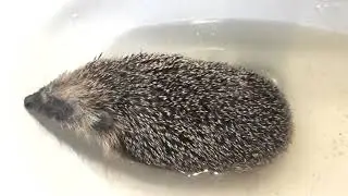 Fluffbutt the hedgehog