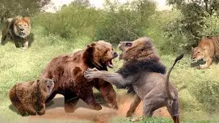 Ferocious Mother Bear Fights With The Alpha Lion to Protect The Safety of Her Cubs - Bear vs lion