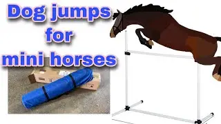 Miniature Horse Jumps that are really Dog Agility Jumps.
