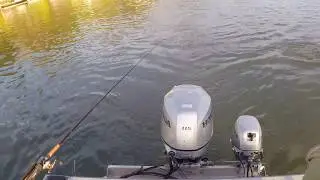 Chuck' s Salmon Sacramento River - Silvertron Spinners