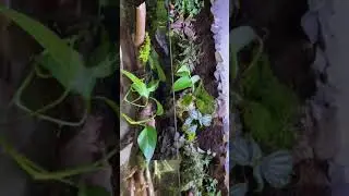 Fluval flex 32.5 vivarium