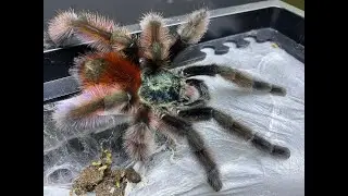 Caribena versicolor egg sac removal