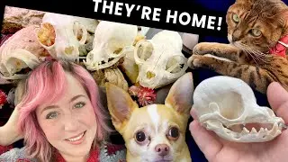 THEY ARE HOME! let's start knitting a bottom up sweater!  🧶 Come Chat & Craft With Me