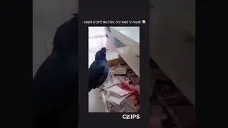 No Need To Work When You Have This Bird 😂😂