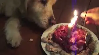 Golden Retrievers last Bday - memorial
