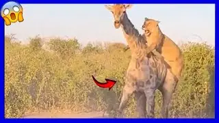 &iquest;C&oacute;mo cazan los leones a las jirafas?