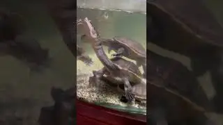 Turtle long neck #turtle #oceanpark #trending #philippines #turtlepet #oceanarium #reptiles