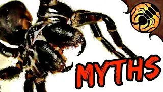 5 МИФОВ О воронковых пауках!