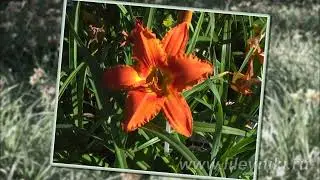 Лилейники моя селекция №22068 (HEAVENLY ORANGE BLAZE x УЛЫБКА БАРБИ)