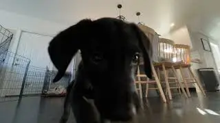11 Week Old Lab - Puppy Playtime (ASMR)