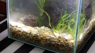Поселение рыбок в Нано-аквариум (гуппи Эндлера) Аквариум Aquael Shrimp Set Smart Plant 10 литров