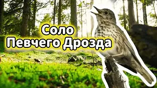 Певчий Дрозд: Чистое Пение в Зеленом Лесу | Bird Song Relaxation (ASMR)