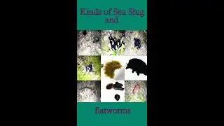 Colorful Cute | Sea Slug and Flatworms still cute in 2023