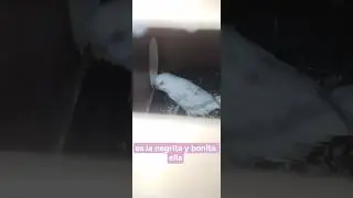proyecto Flava alem&aacute;n y celestial spangle DF.