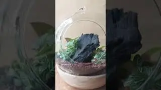 HANGING GLOBE TERRARIUM BY WILDROOTS #gifts #plants #indoorplant #souvenirshops #terrarium