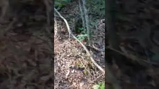 Devil's Walking Stick, Hercules Club, Toothache Tree. Natural Pain Killer. Medicinal Foraging. SHTF