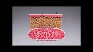 Revolutionary magnetic therapy for fat loss