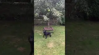 Playful Dog Tries to Catch Falling Pears