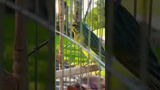 Green singer mule singing- Canario de Mozambique Mixto - Yellowfronted canary - Serinus Mozambicus