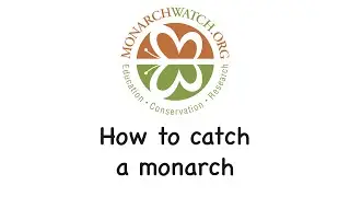 How to catch a monarch
