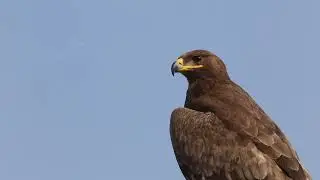 Frei, wie der Adler - Eine Welt in Farben - Delian-Studio