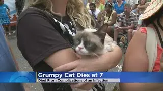 Internet Sensation Grumpy Cat Dies At 7