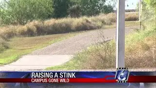 TAMUCC encountering problems with trap and release of skunks, raccoons