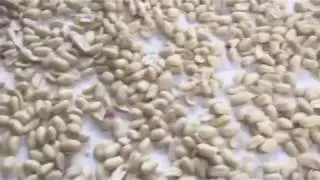 Blanched Peanut color sorter running