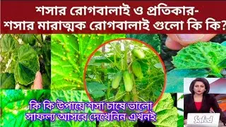 শসা চাষের বিভিন্ন রোগ ও প্রতিকার//শসার পাতা হলুদ হওয়া, পচন রোগ......Cucumber Disease Solution