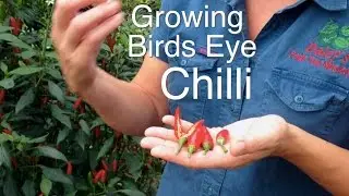 Growing Bird Eye Chilli Plants
