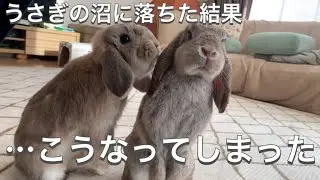 うさぎ 放し飼いルームツアー最新版#114