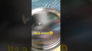 @worm #worms