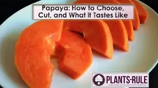 Papaya: How to Choose, Cut, and Enjoy from Plants-Rule