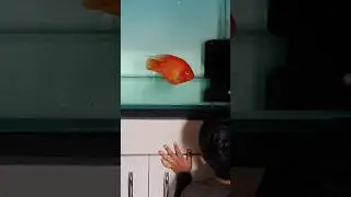 King Kong Parrot fish playing chase | #parrotfish #aquarium #chichlid #monsterfish #pets #subscribe