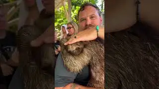 Holding a sloth excursion in Roatan Honduras! This is too adorable!!