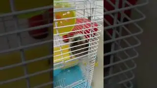 Hamster reaction for my whistle