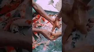 Fish Size Measurement with Scale🐟⚖️#trending #youtubeshorts #fishing #aquarium #shorts #bangladesh
