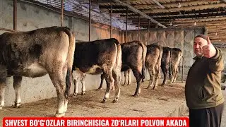 VooY DooD😱 SHVEST BAZIM😊 SHVEST BO‘G‘OZLAR BIRINCHISIGA🔥 POLVON AKA NARXLARNI SINDIRDI🔥