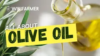 What are the producing countries of olive oil?