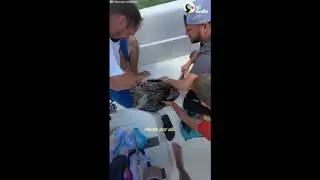 salvan a un pel&iacute;cano