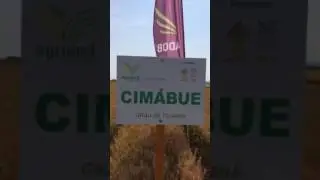 Seminte de gr&acirc;u