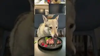 #diydogfood #peteating #pets